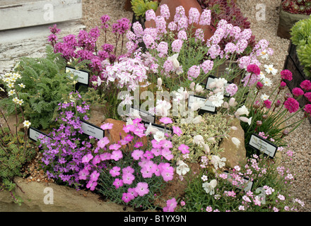 Trogolo coltivati con piante alpine Chelsea Flower Show 2008 Foto Stock