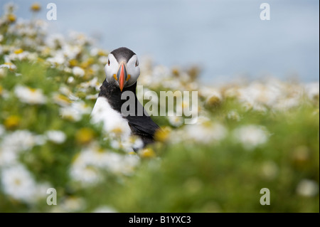 Fratercula arctica. Atlantic Puffin in mare Mayweed sull isola Skomer, Galles Foto Stock