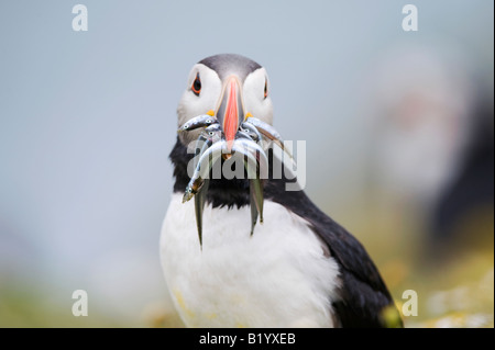 Fratercula arctica. Atlantic Puffin con cicerelli in cima a una scogliera sull isola Skomer, Galles Foto Stock