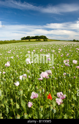 Rosa poppyfield crescendo in nella campagna del Dorset in Inghilterra Foto Stock