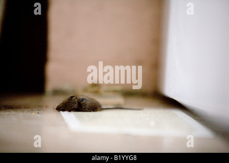 Topo morto catturati in un appiccicoso trappola di colla su di un pavimento  in legno Foto stock - Alamy