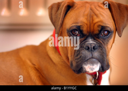 Fotografia di famiglia boxer cucciolo guardando la telecamera nella casa di famiglia a Londra REGNO UNITO Foto Stock