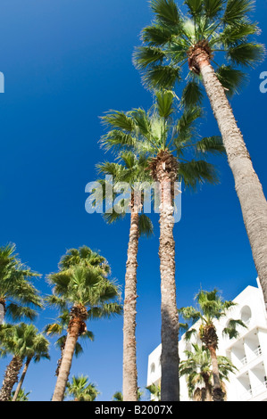 Alberi di palma cresce accanto al lungomare di Icmeler Marmaris Mugla Turchia Foto Stock