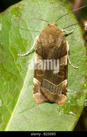 Ampia-delimitata Underwing giallo Noctua fimbriata Foto Stock