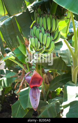 Banane acerbe su un albero di banana Foto Stock