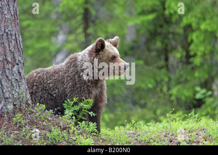 Unione Orso Bruno Ursus arctos seduto a guardare fuori da dietro un albero in una foresta in Finlandia Europa Foto Stock