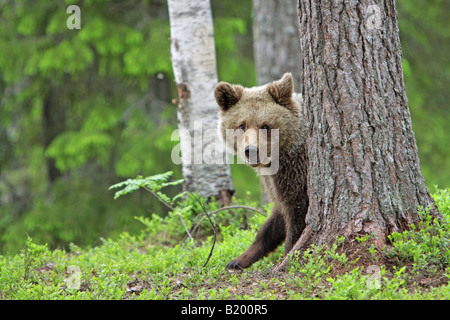 Unione Orso Bruno Ursus arctos cub guardando fuori da dietro un tronco di albero in mirtillo nero in una foresta in Finlandia Europa Foto Stock