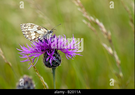 In marmo farfalla bianca su una centaurea fiore nella campagna inglese Foto Stock