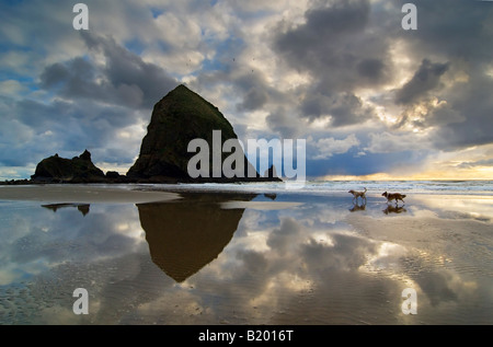 Due cani in esecuzione su una bellissima spiaggia Foto Stock