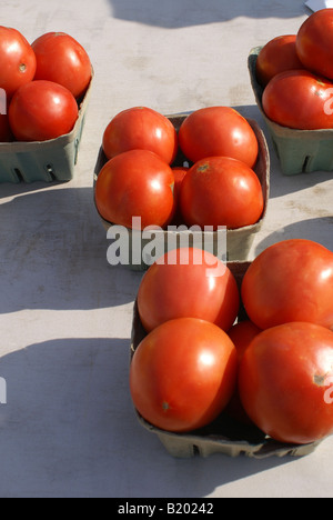 Pomodori rossi Foto Stock