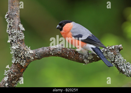 Pyrrhula Bullfinch maschio pyrrhula appollaiato su un lichene ramo coperti in una foresta in Finlandia Europa Foto Stock