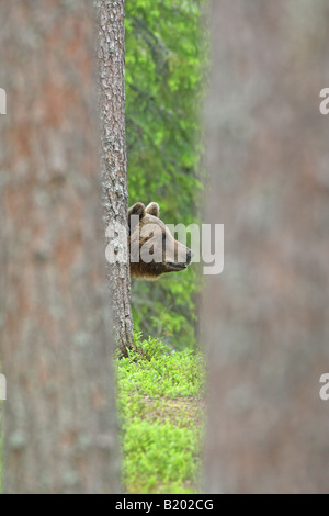 Unione Orso Bruno Ursus arctos accordi di peering tra due tronchi di alberi in una foresta in Finlandia Europa Foto Stock