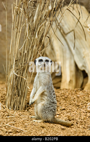 Avviso di meerkat Zoo di Indianapolis Indianapolis in Indiana Foto Stock