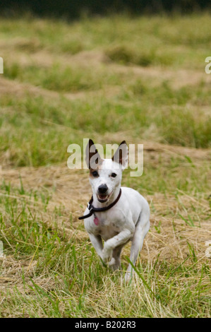 Parson Jack Russell Terrier in esecuzione attraverso il campo di erba Foto Stock