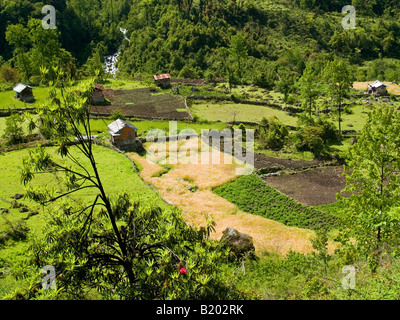 Il grano e campi di miglio a nord del Sikkim in India Foto Stock