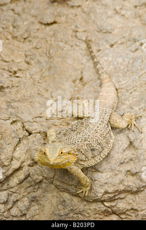 Drago barbuto ensoleillement stesso su di una roccia a Zoo di Indianapolis Indianapolis in Indiana Foto Stock