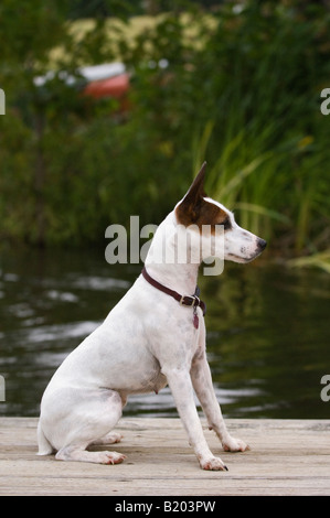 Alert Parson Jack Russell Terrier seduto sul Dock accanto al lago Foto Stock