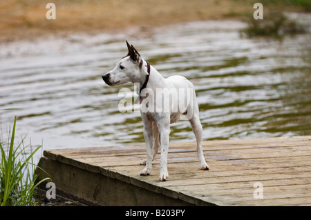 Alert Parson Jack Russell Terrier in piedi sul Dock accanto al lago Foto Stock
