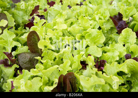 Foglie di insalata sono facili da far crescere in vasi o in giardino. Essi forniscono importanti sostanze nutritive, vitamine e minerali, aggiungendo texture. Foto Stock