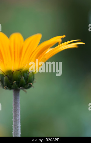 Gazania rigens 'Red Stripe". Tesoro fiore 'Red Stripe". Lo spuntar del giorno' serie Foto Stock