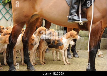 Foxhounds e huntsman Foto Stock