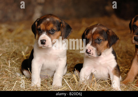 Foxhound cuccioli nel canile di paglia Foto Stock