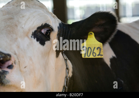 Elsie Michigan numero di vacca 9062 a prato verde aziende un caseificio con 9500 bestiame prevalentemente Holsteins Foto Stock