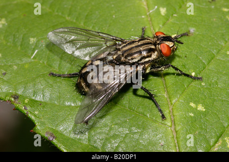 Carne Sarcophaga mosca carnaria Calliphoridae REGNO UNITO Foto Stock