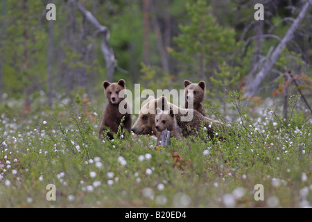 Unione Orso Bruno Ursus arctos madre con i suoi tre cuccioli giacente in erba di cotone in una foresta in Finlandia Europa Foto Stock