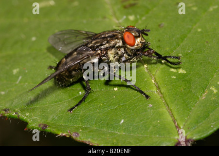 Carne Sarcophaga mosca carnaria Calliphoridae strofinando le sue gambe anteriori insieme REGNO UNITO Foto Stock