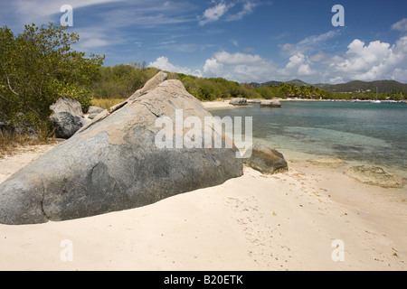 Più audace di grandi dimensioni sulla sabbiosa spiaggia tropicale Foto Stock