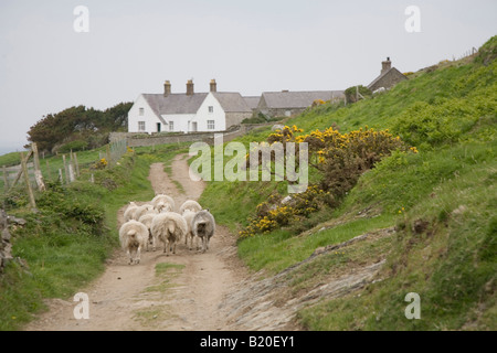 Bardsey, pecora su un percorso Foto Stock