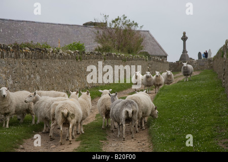 Due mandrie di ovini incontro a Bardsey Island, Galles Foto Stock