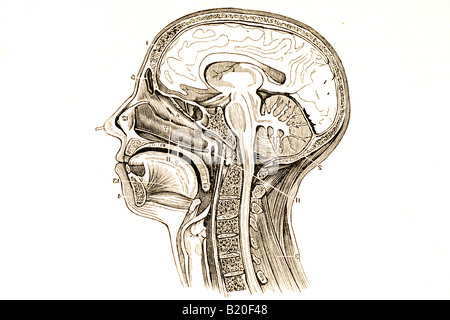Immagine che mostra la sezione verticale della testa e del collo Foto Stock