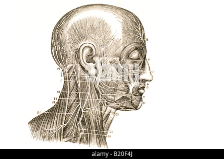 Illustrazione del nervo facciale rami del plesso cervicale Foto Stock