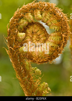 Felce maschio Dryopteris filix mas (Dryopteridaceae) Foto Stock