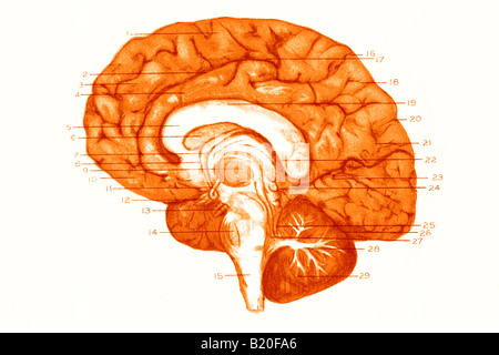 Illustrazione convoluzioni emisfero destro del cervello Foto Stock