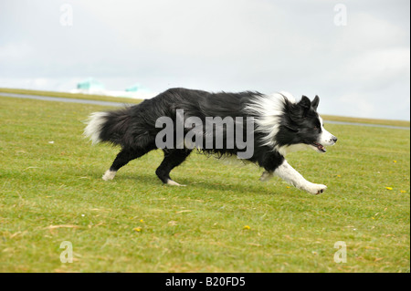 Border Collie cane di pecora in esecuzione Foto Stock