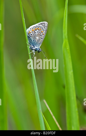 Comune di blue butterfly (Polyommatus icarus) sono ' appollaiati sul gambo di erba Foto Stock