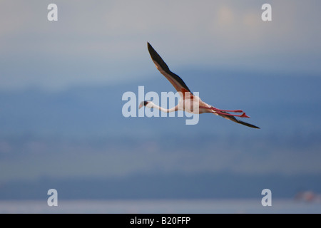 Grande Flamingo in volo, Kenya, Africa Foto Stock