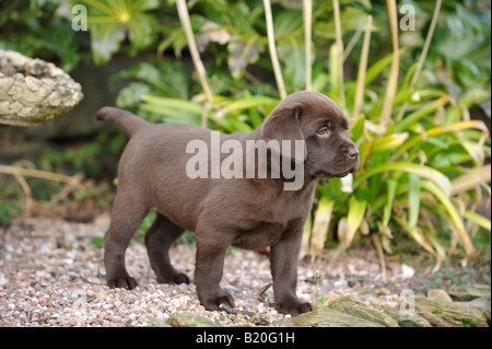 Il cioccolato labrador cucciolo Foto Stock