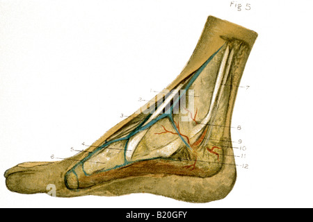 Immagine che mostra la dissezione del piede e caviglia Foto Stock