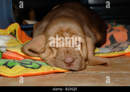 Bloodhound pelo cucciolo Foto Stock