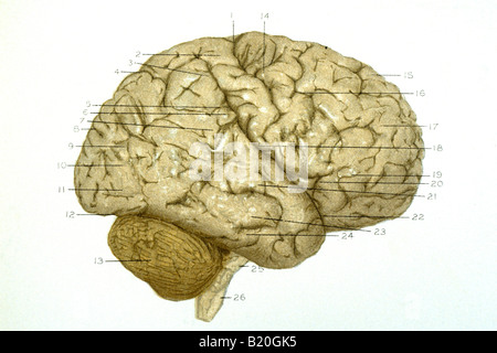 Illustrazione convoluzioni emisfero destro del cervello Foto Stock