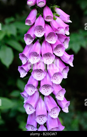 Foxglove viola (Digitalis purpurea). Foto Stock