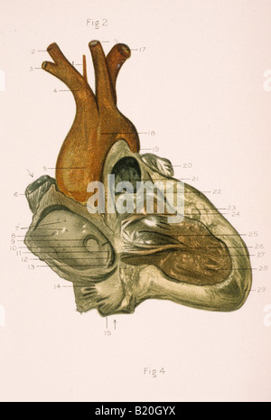 Illustrazione destra oreillette ventricolo del cuore Foto Stock