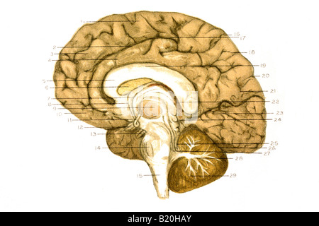 Illustrazione convoluzioni emisfero destro del cervello Foto Stock