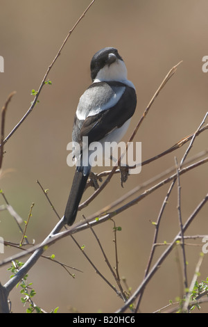 Somalo fiscale, Kenya, Africa Foto Stock