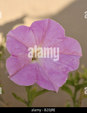 La Petunia Surfinia Foto Stock