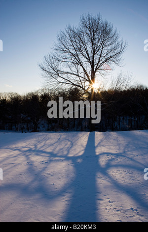 Un albero di acero e la sua ombra nella neve in inverno in Troy, New Hampshire. Foto Stock